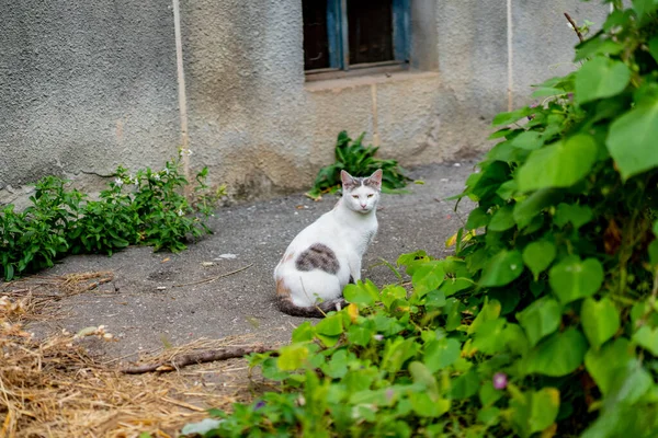 Szary i biały kot w pobliżu domu — Zdjęcie stockowe