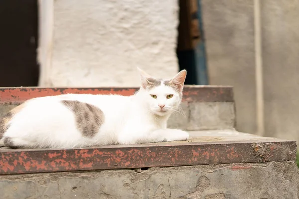 Bezdomny Kot Pobliżu Drzwi Domu — Zdjęcie stockowe