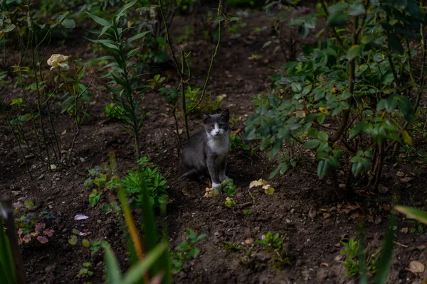 Neugieriges Kätzchen sitzt im Garten — Stockfoto