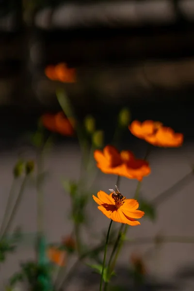 Bumblebee sentado em flores no outono — Fotografia de Stock