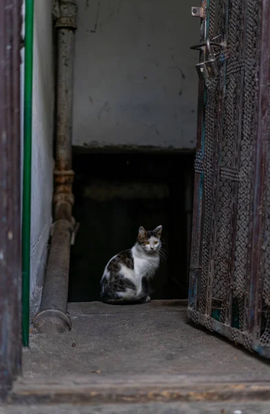 Kočka sedí ve vchodu do domu. — Stock fotografie