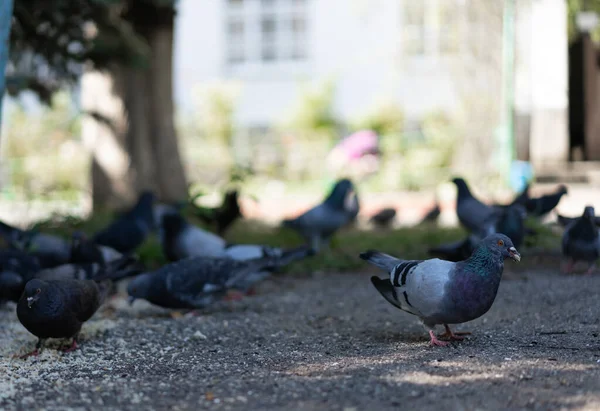 Güvercinler sokakta ekmek yer. — Stok fotoğraf