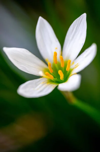 Vacker grön blomma med vita kronblad — Stockfoto