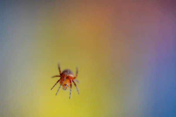 Une araignée est assise sur sa toile — Photo
