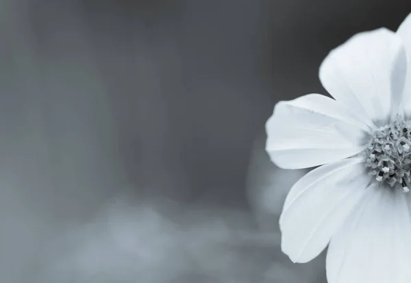 Imagem em preto e branco de uma bela flor — Fotografia de Stock