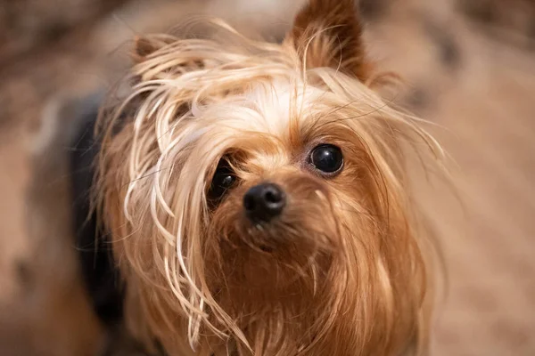 Yorkshire Terrier nem fésült és bozontos — Stock Fotó