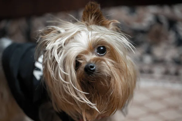 Yorkshire Terrier is not combed and shaggy — Stock Photo, Image