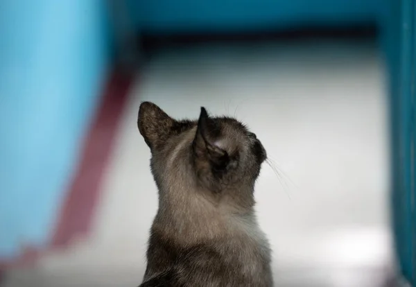 Gato sentado y mirando hacia arriba — Foto de Stock