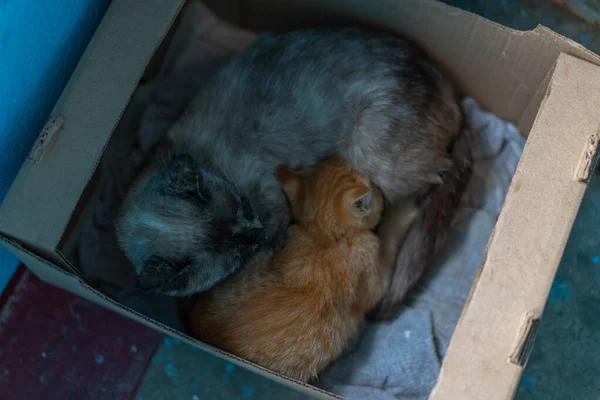 Sin hogar mamá gato y gatitos dormir en su casa —  Fotos de Stock