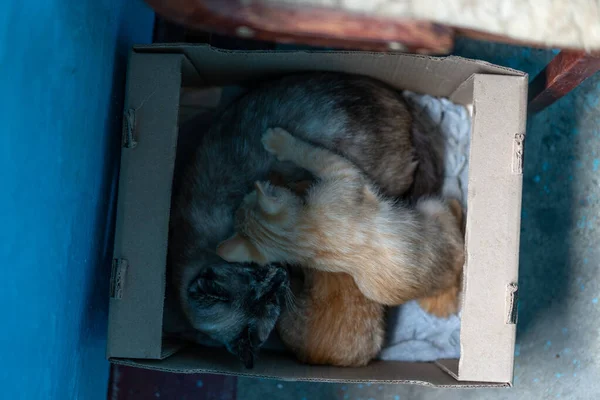 Maman sans abri chat et chatons dorment dans leur maison — Photo