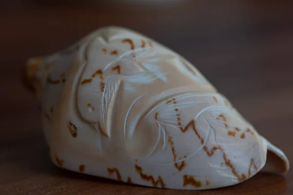 Seashell βρίσκεται σε ένα ξύλινο φόντο — Φωτογραφία Αρχείου