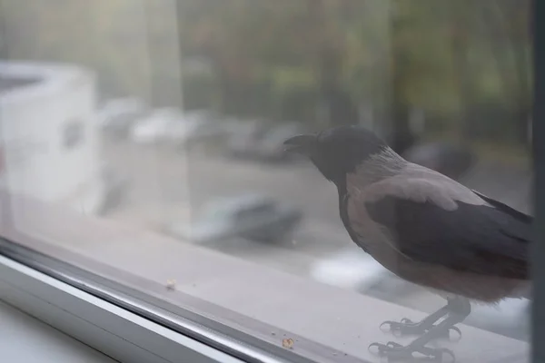 Krähe schaut aus dem Fenster — Stockfoto