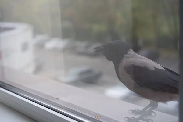 Crow tittar ut genom fönstret — Stockfoto