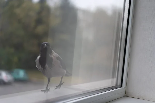 Krähe schaut aus dem Fenster — Stockfoto