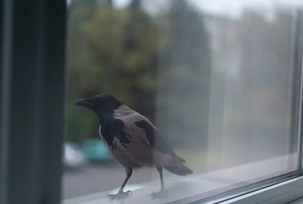 Karga pencereden dışarı bakıyor.