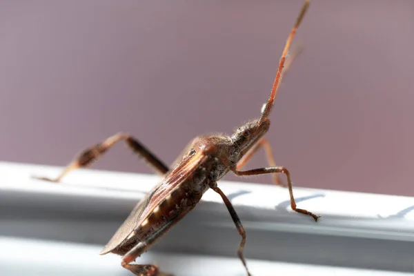 Kis rovarok a makro fotózás — Stock Fotó