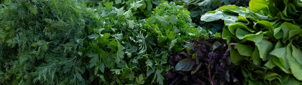 Prezzemolo verde aneto cilantro come sfondo e consistenza — Foto Stock