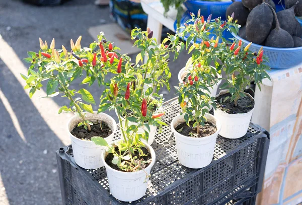 Biberler tezgahta satılık.