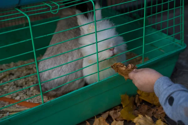 Дети кормят кроликов в зоопарке — стоковое фото