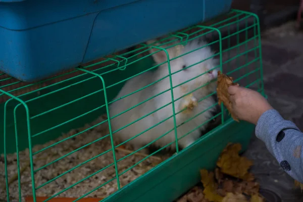 Bebé alimenta a un conejo en una jaula —  Fotos de Stock