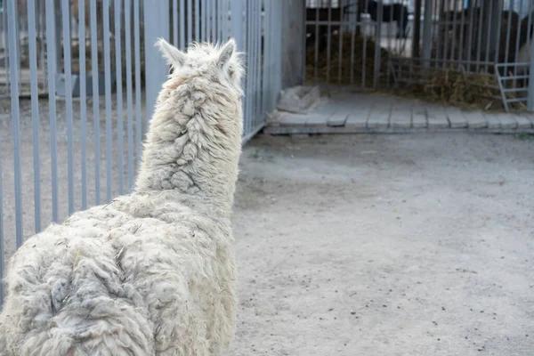 Lama está atrás das grades do zoológico — Fotografia de Stock