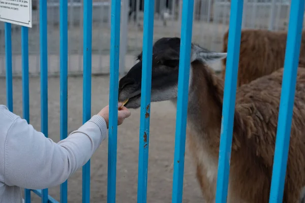 Human hand feeds animals through the cage.