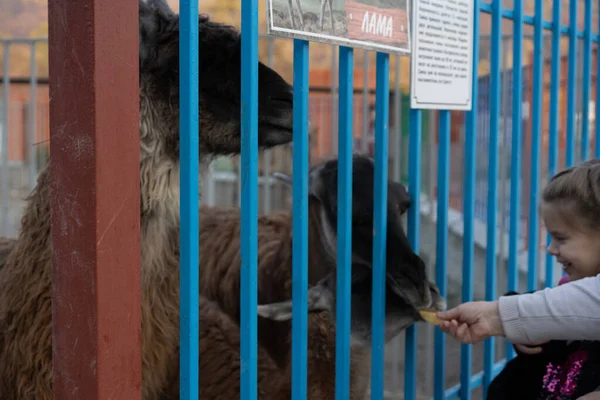 Human hand feeds animals through the cage.