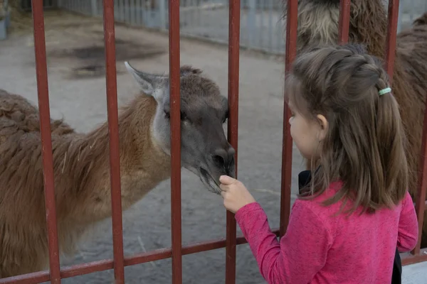 Дитина годує ламу в зоопарку — стокове фото