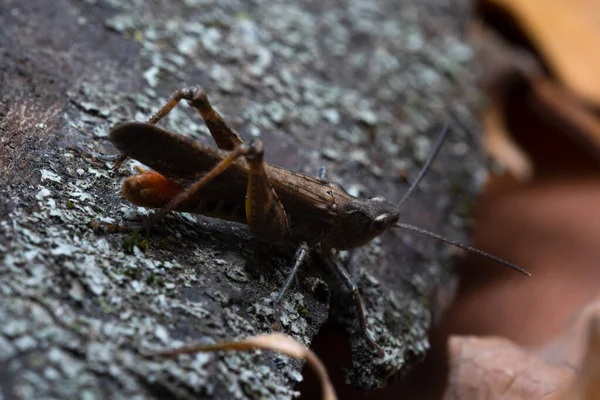 Sprinkhaan zittend op een schors, macro foto — Stockfoto