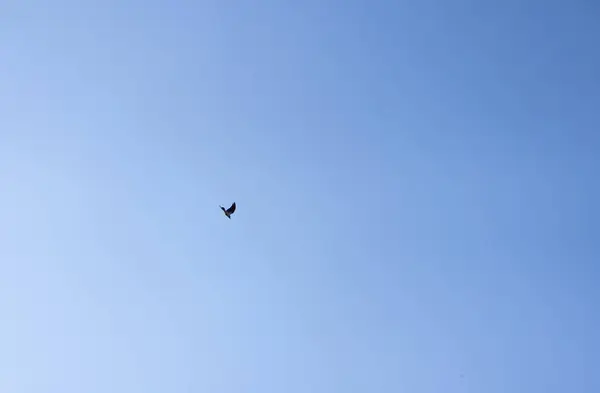 Ворона летит по небу — стоковое фото