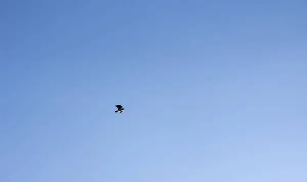 Crow flying through the sky — Stock Photo, Image