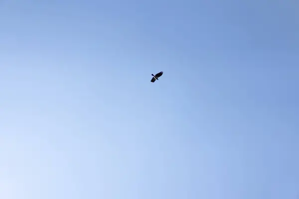 Crow flying through the sky — Stock Photo, Image