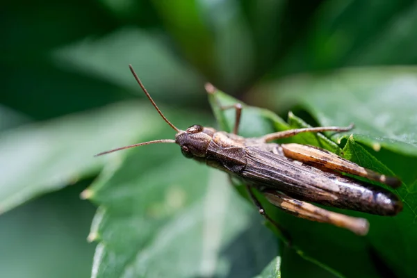 Grasshopper zit op een groen blad, macro foto — Stockfoto