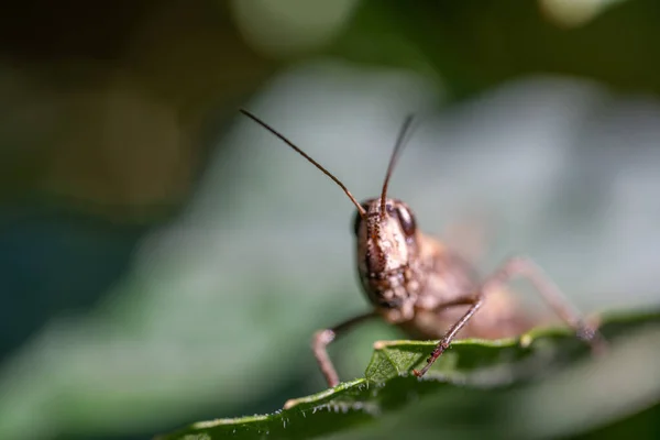 Grasshopper zit op een groen blad, macro foto — Stockfoto