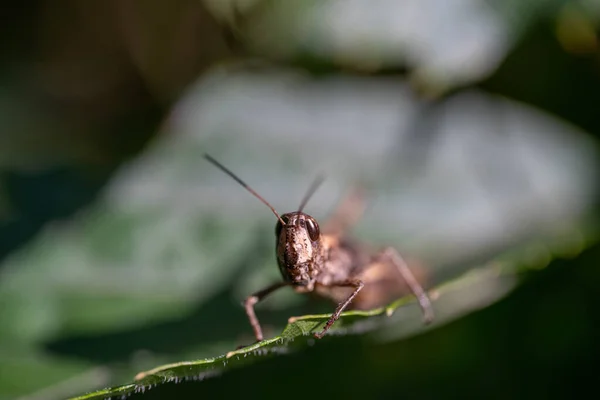 Konik polny siedzi na zielonym liściu, makro zdjęcie — Zdjęcie stockowe