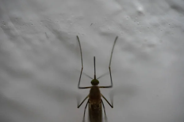 Szúnyog ül egy fehér falon, makró fotó — Stock Fotó