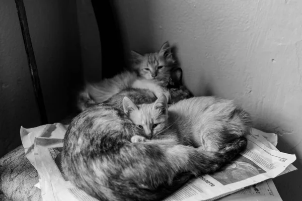 Hajléktalan macskák, anya és kiscicái — Stock Fotó