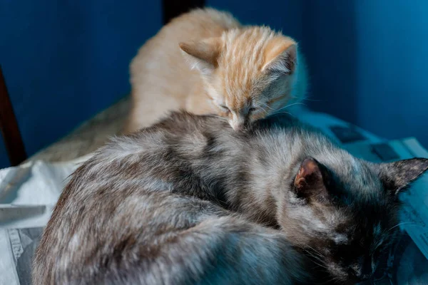 Katzenmama und ihre kleinen Kätzchen — Stockfoto