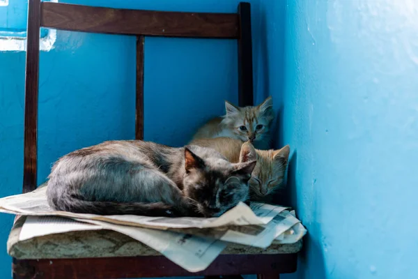 Katzenmama und ihre kleinen Kätzchen — Stockfoto