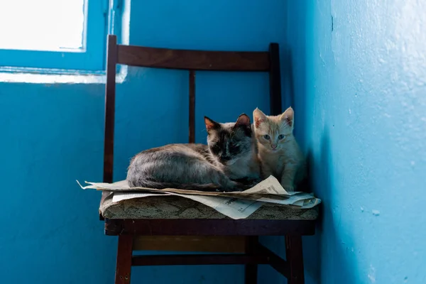 Katzenmama und ihre kleinen Kätzchen — Stockfoto