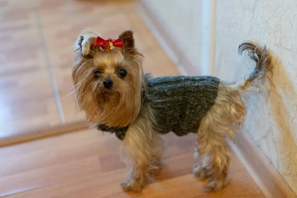 Yorkshire terrier ubrany w sweter z kokardą — Zdjęcie stockowe