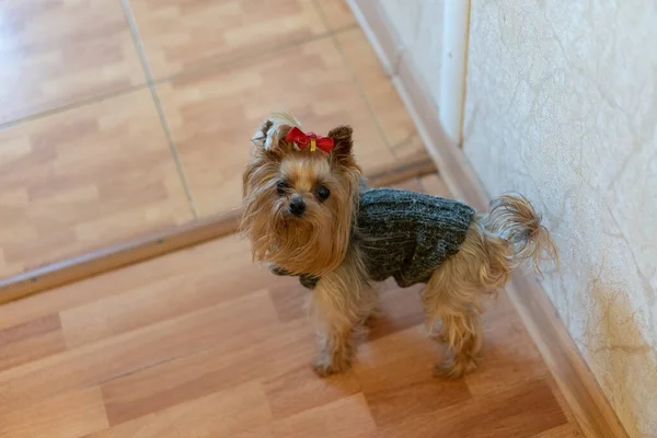Kleiner schöner Hund im Pullover und mit Schleife — Stockfoto