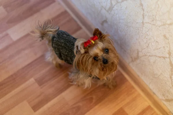Liten vacker hund i en tröja och med en båge — Stockfoto