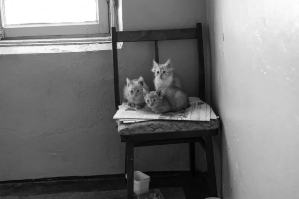 Kittens in the porch are sitting on a chair. — Stock Photo, Image