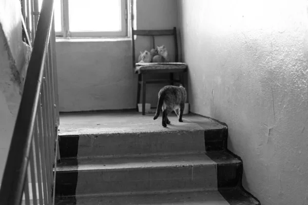 Η μαμά γάτα πάει στα γατάκια της — Φωτογραφία Αρχείου