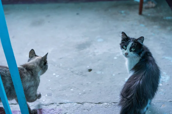 Két macska találkozása a bejáratnál. — Stock Fotó