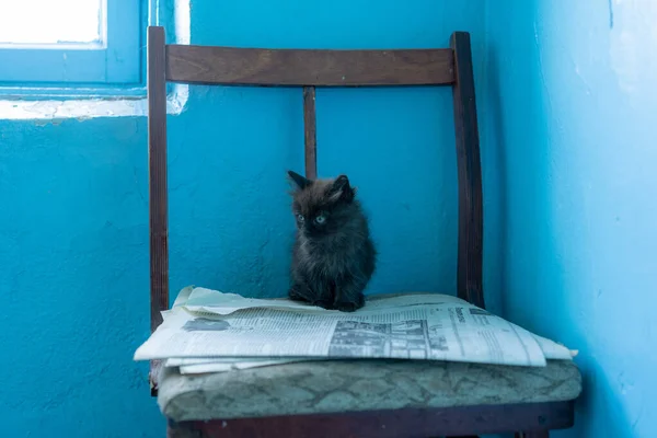 Preto sem-teto gatinho está esperando por sua mãe — Fotografia de Stock