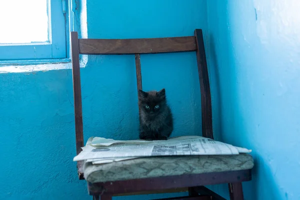 Czarny kotek czeka na swoją mamę. — Zdjęcie stockowe
