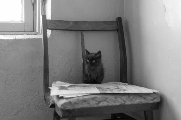 Gatinho preto está esperando por sua mãe — Fotografia de Stock