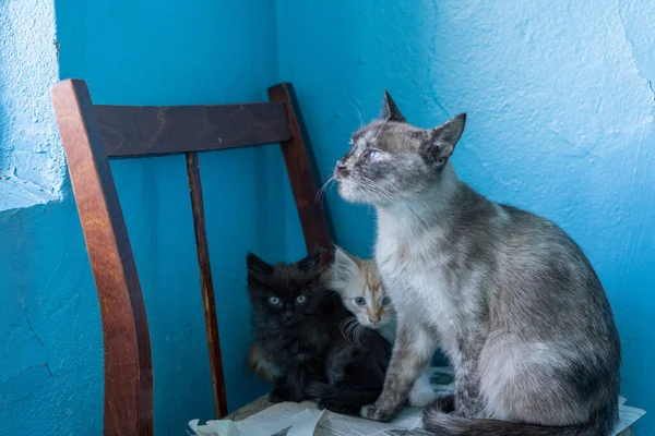 Mamma-katt og kattunger – stockfoto